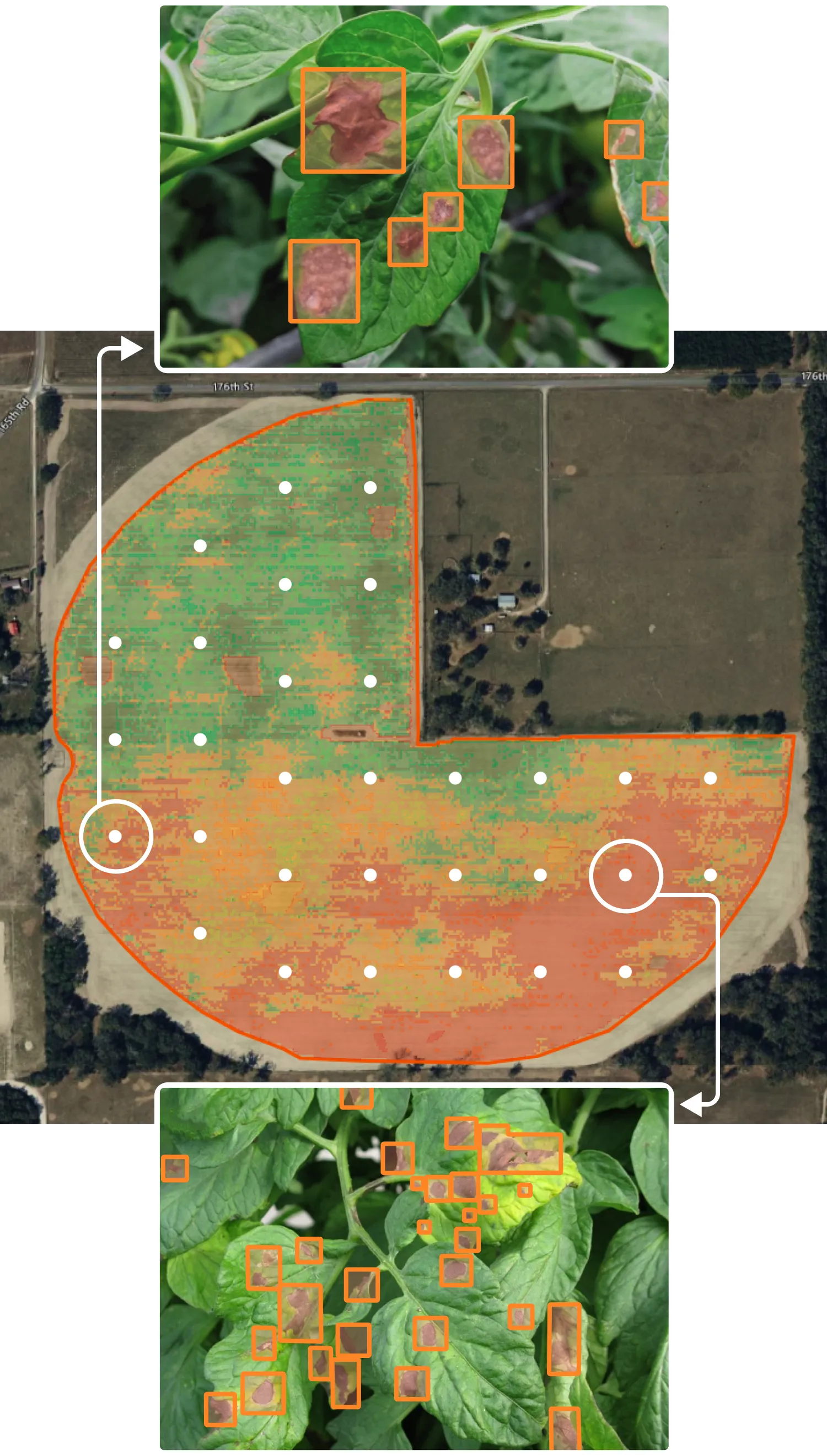 AI disease detection overlay linking field stress maps to leaf-level imagery