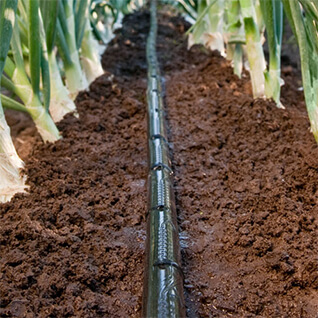 Smart drip irrigation line running between crop rows in the field